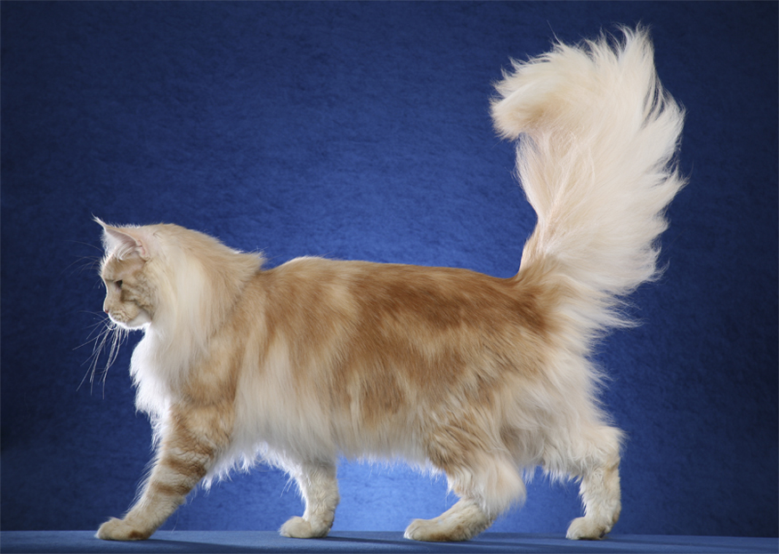 maine coon